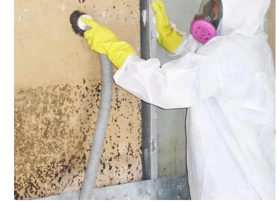Mould Removal